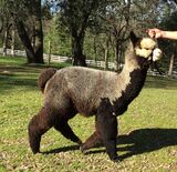 alpaca for sale