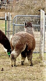 alpaca for sale