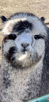 alpaca for sale