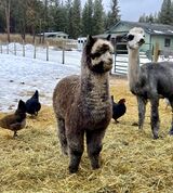 alpaca for sale