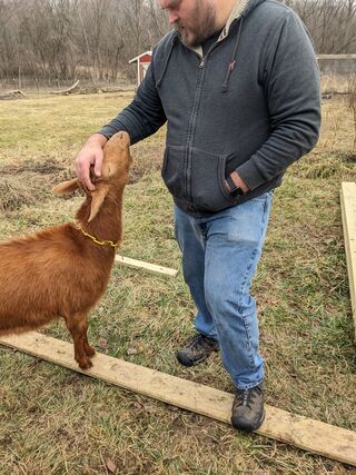 The husbands favorite goat