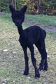 alpaca for sale