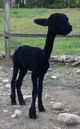 alpaca for sale