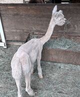 alpaca for sale