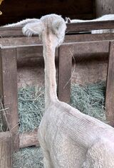 alpaca for sale