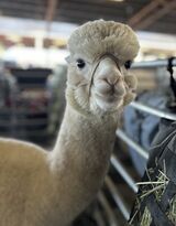 alpaca for sale