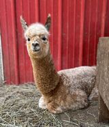 alpaca for sale