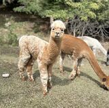 alpaca for sale