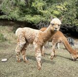 alpaca for sale