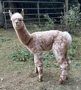 alpaca for sale