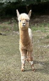 alpaca for sale