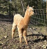 alpaca for sale