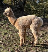 alpaca for sale