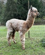 alpaca for sale