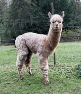 alpaca for sale