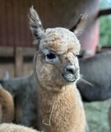 alpaca for sale