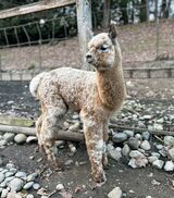 alpaca for sale