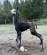 alpaca for sale