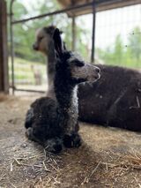 alpaca for sale