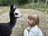 alpaca for sale