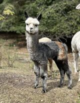 alpaca for sale