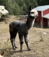 alpaca for sale