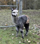 alpaca for sale