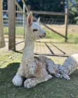 alpaca for sale