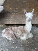 alpaca for sale