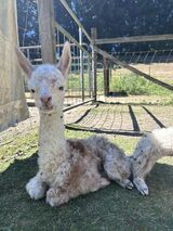 alpaca for sale