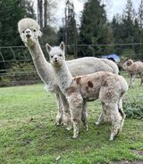 alpaca for sale