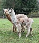 alpaca for sale