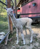 alpaca for sale