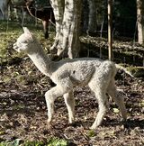 alpaca for sale