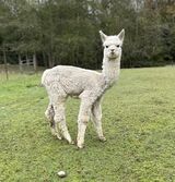 alpaca for sale