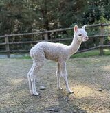 alpaca for sale