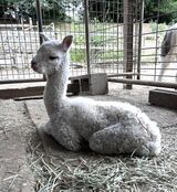 alpaca for sale