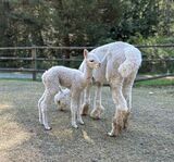 alpaca for sale