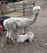 alpaca for sale