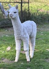 alpaca for sale