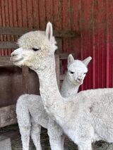 alpaca for sale