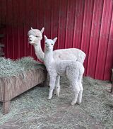 alpaca for sale