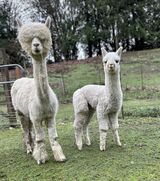 alpaca for sale