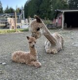 alpaca for sale