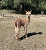 alpaca for sale