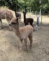 alpaca for sale