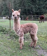 alpaca for sale