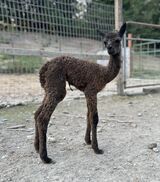 alpaca for sale