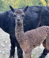 alpaca for sale