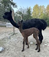 alpaca for sale